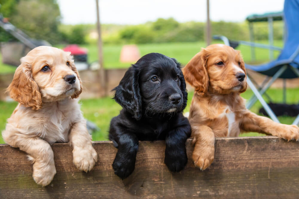 Picture of puppies on a fence - learn how to keep them from climbing and jumping