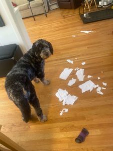 Pinecone caught red handed in his latest paper towel caper