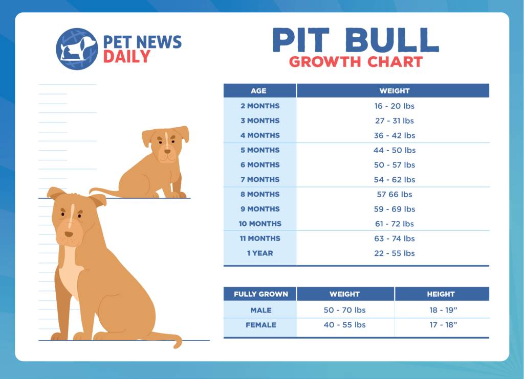 Pit Bull Growth Chart: How Big Will Your Pit Bull Get? - Pet News Daily