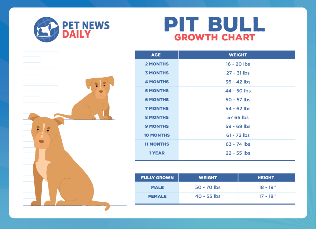 pit-bull-growth-chart-how-big-will-your-pit-bull-get-pet-news-daily