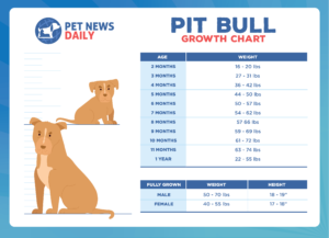 Pitbull growth chart