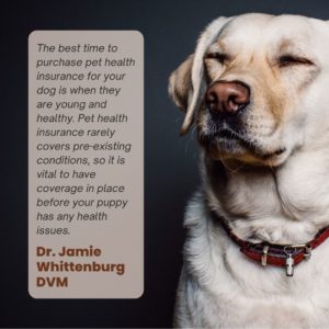 Puppy health insurance quote from Dr. Whittenburg