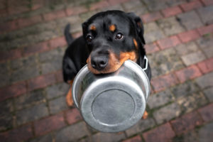 Picture of a Rottweiler with a food bowl