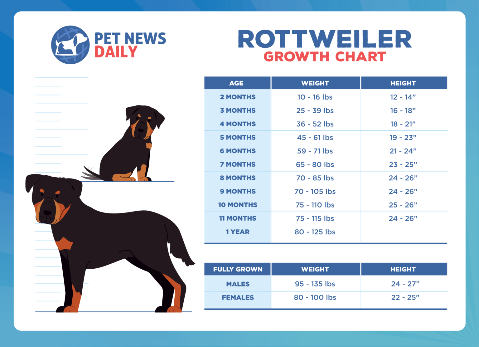Rottweiler Growth Chart How Big Will Your Rottweiler Get? Pet News Daily