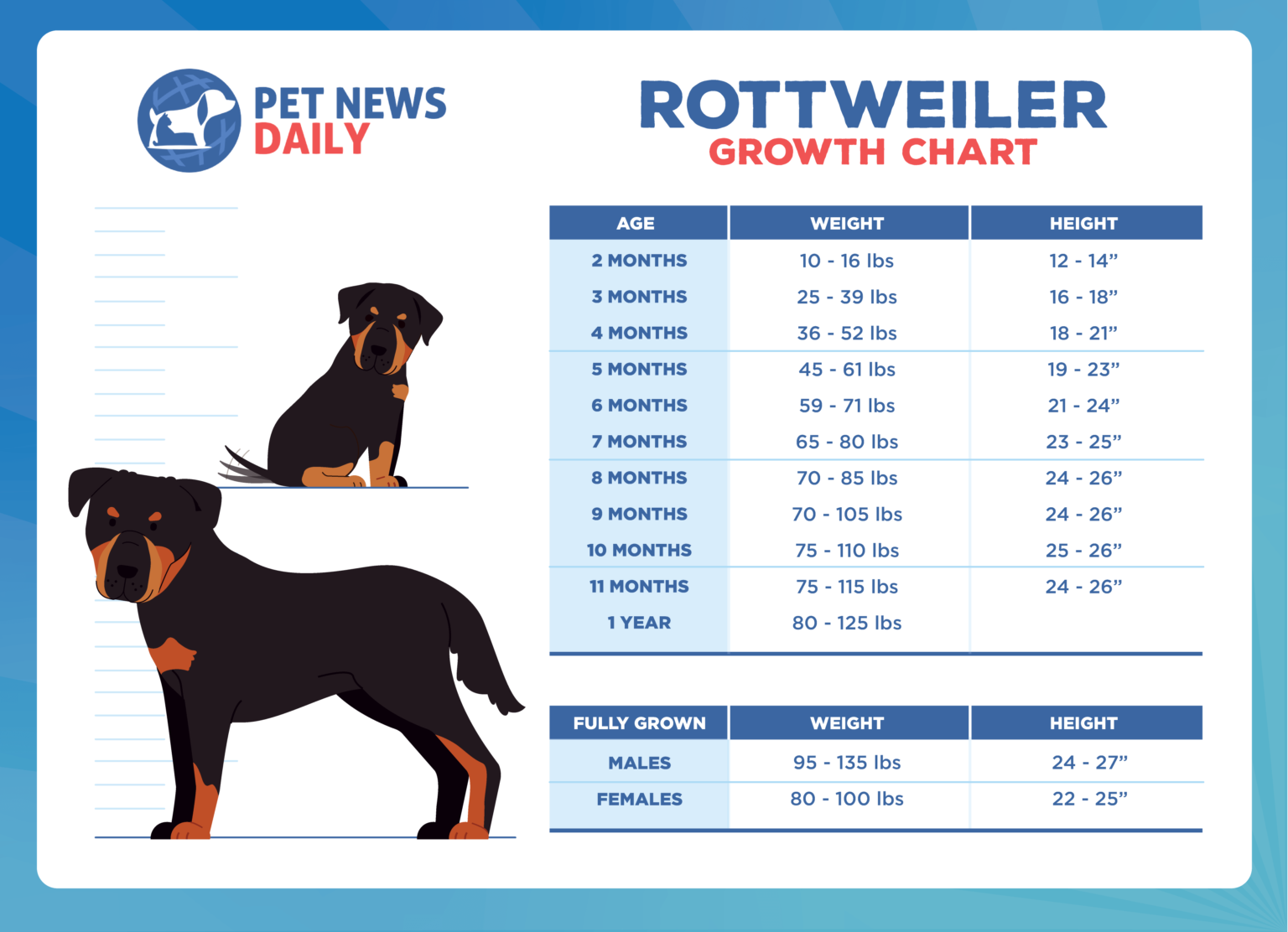 Rottweiler Growth Chart How Big Will Your Rottweiler Get Pet News Daily