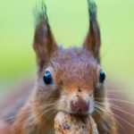 Picture of a squirrel, learn more about squirrel poop.