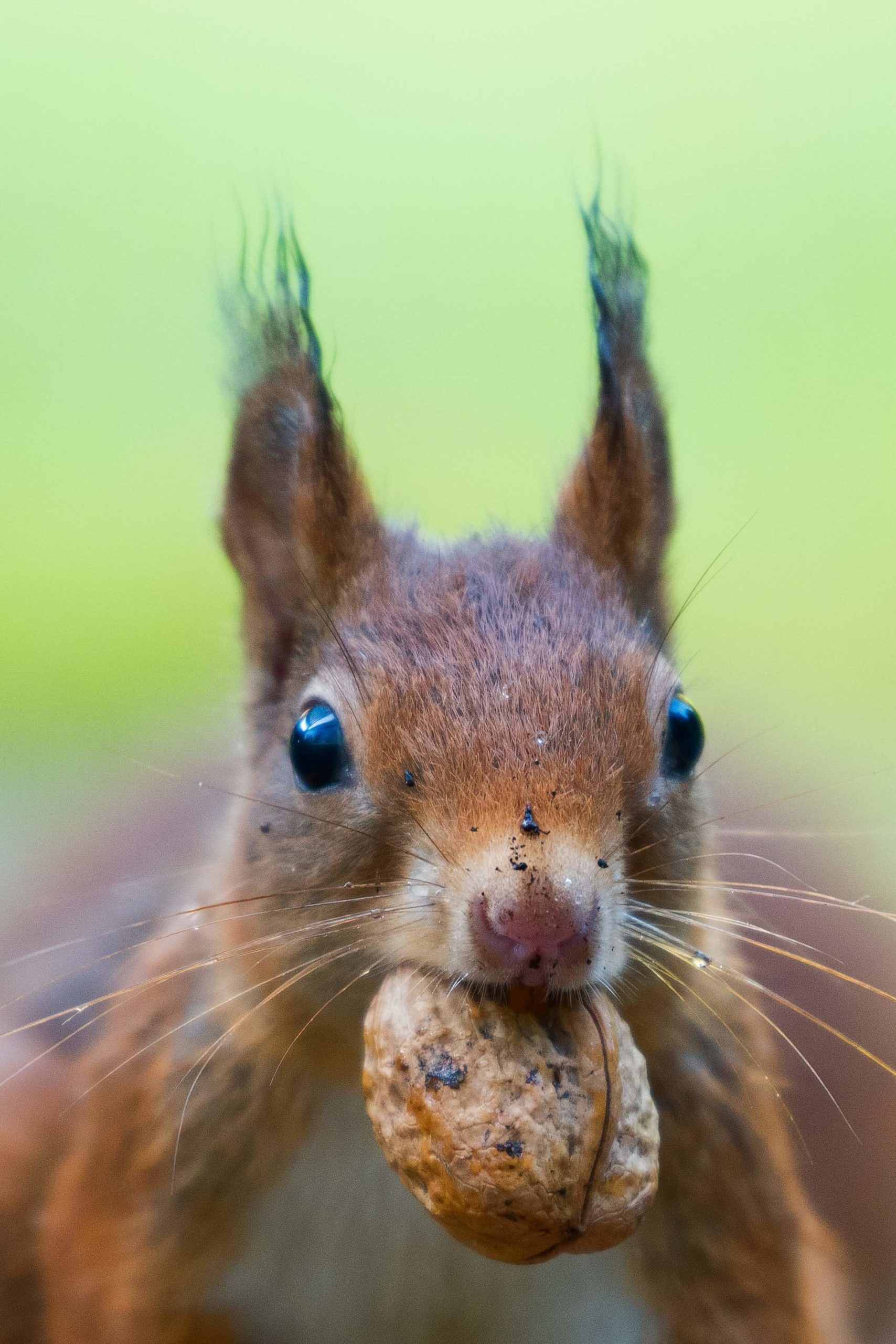Picture of a squirrel, learn more about squirrel poop.