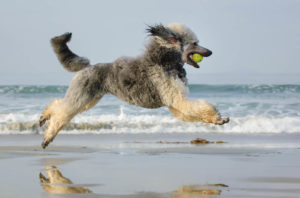 Picture of an active Standard Poodle