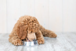 Picture of a Standard Poodle eating