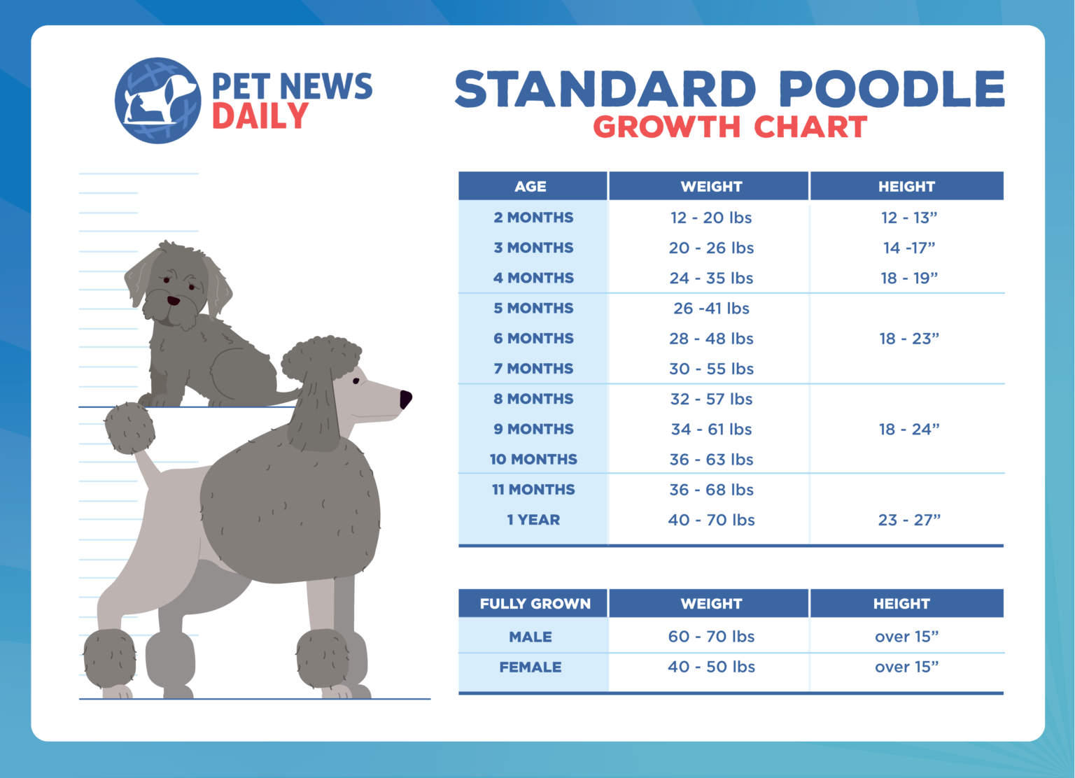 Standard Poodle Growth Chart How Big Will Your Standard Poodle Get 