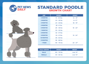 Standard poodle growth chart