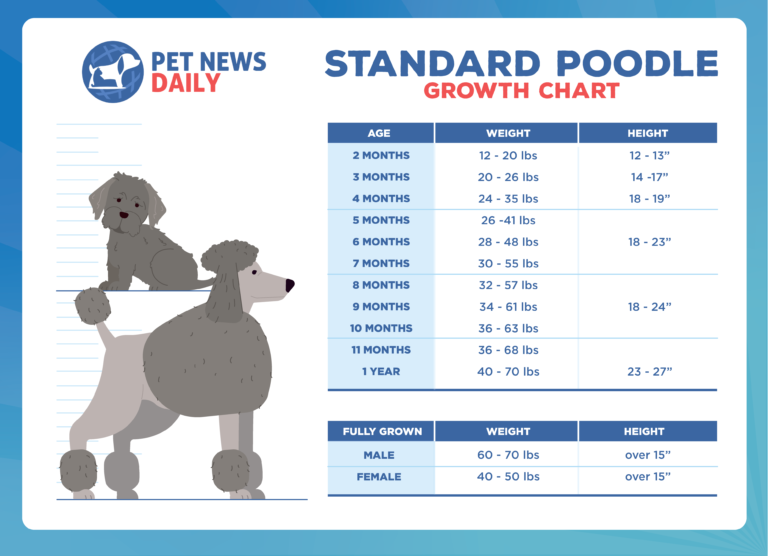 Standard Poodle Growth Chart: How Big Will Your Standard Poodle Get ...
