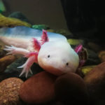 Picture of axolotis - what do they eat?