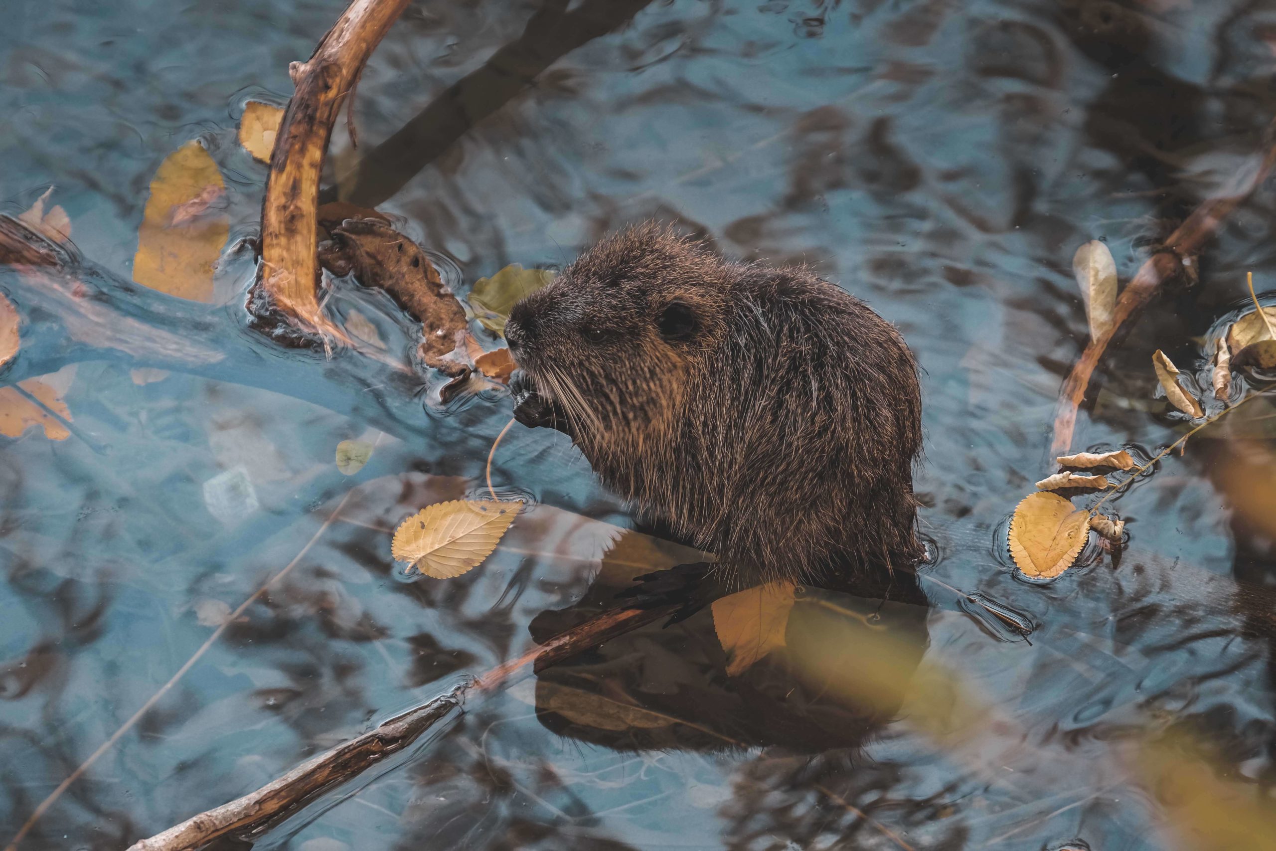 Picture of a beaver - what do they eat?