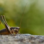 Picture of a cricket - what do they eat?
