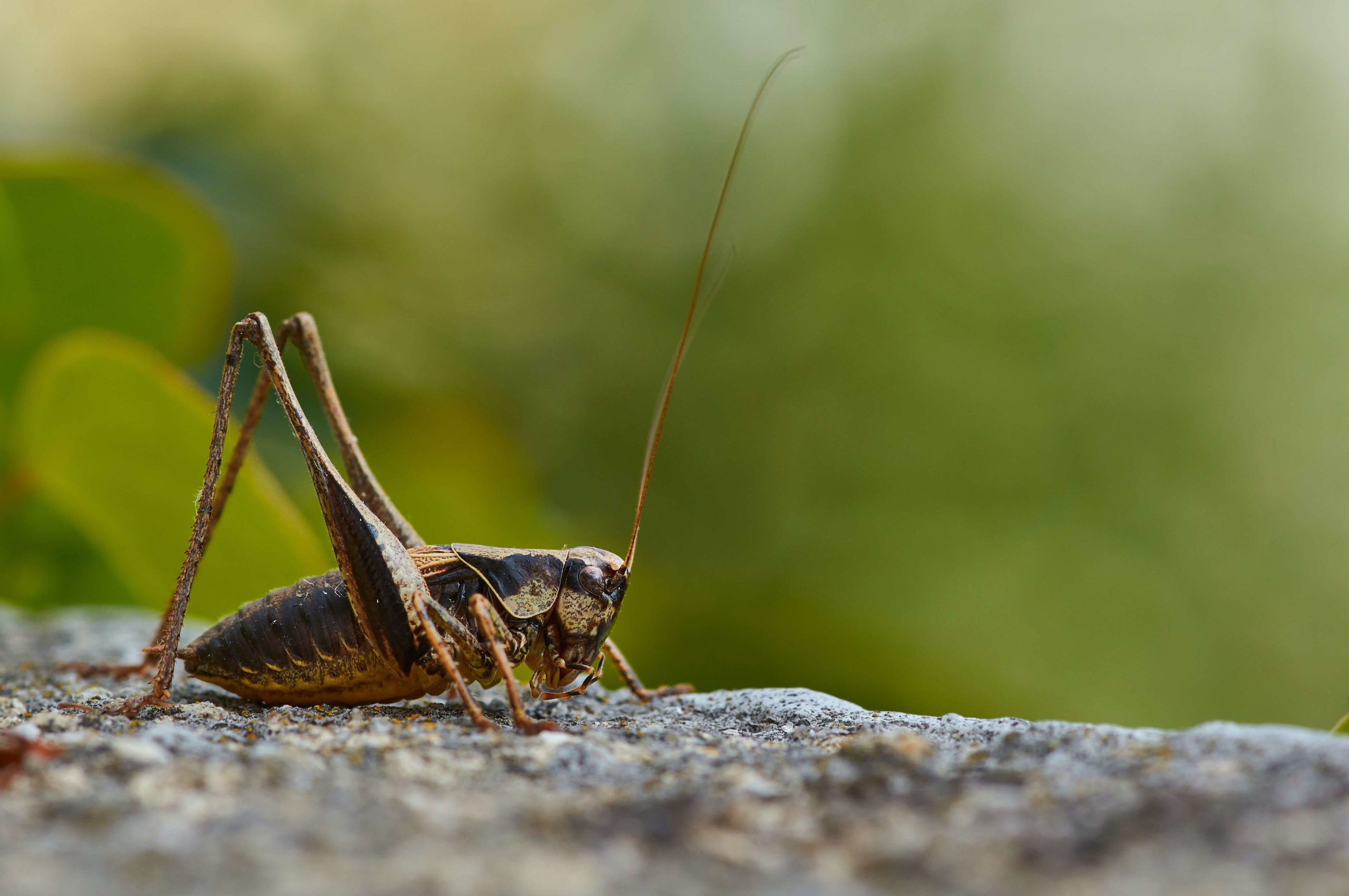 Picture of a cricket - what do they eat?