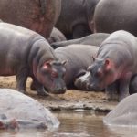 Picture of hippos - what do they eat?