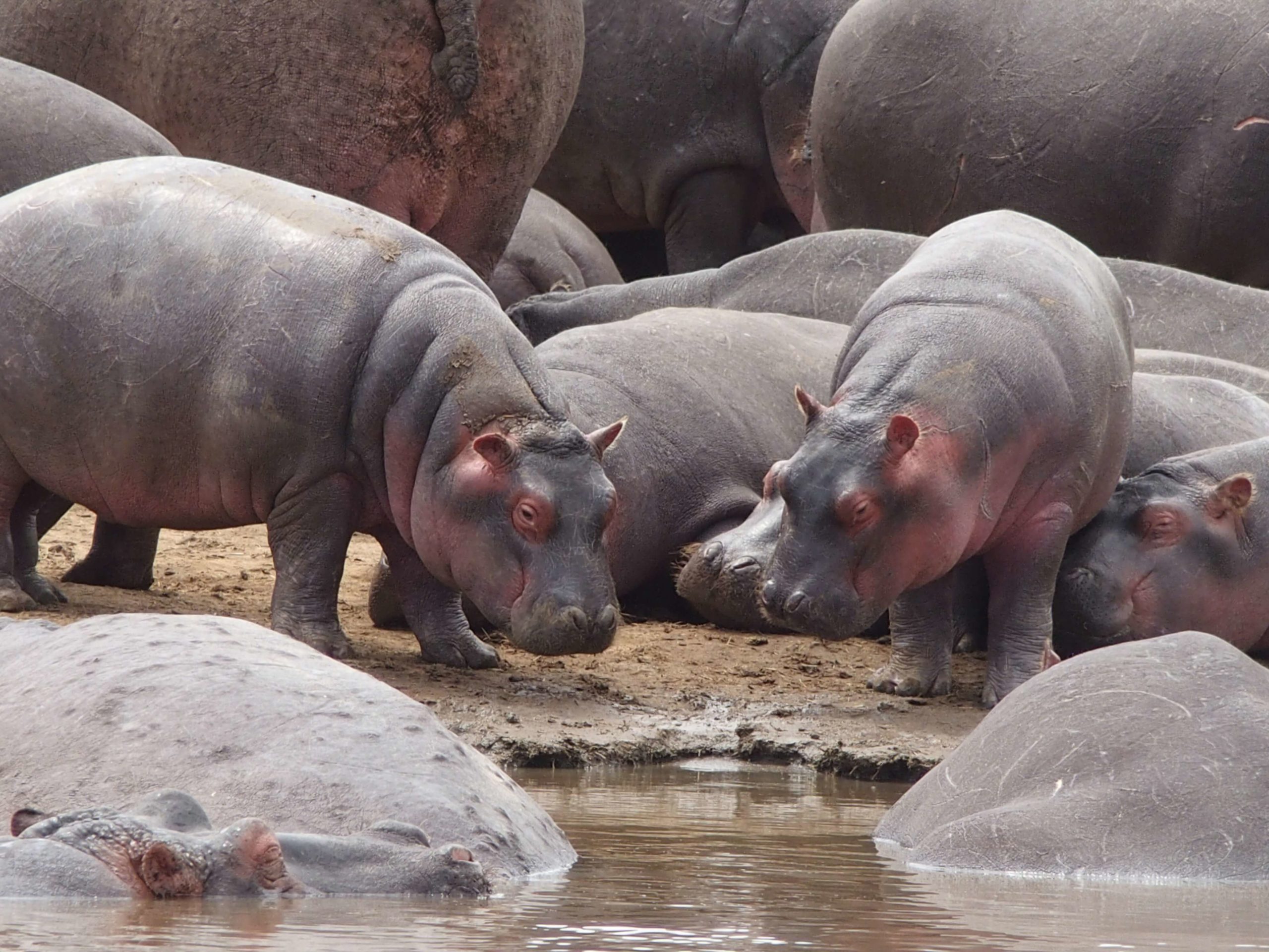 Picture of hippos - what do they eat?