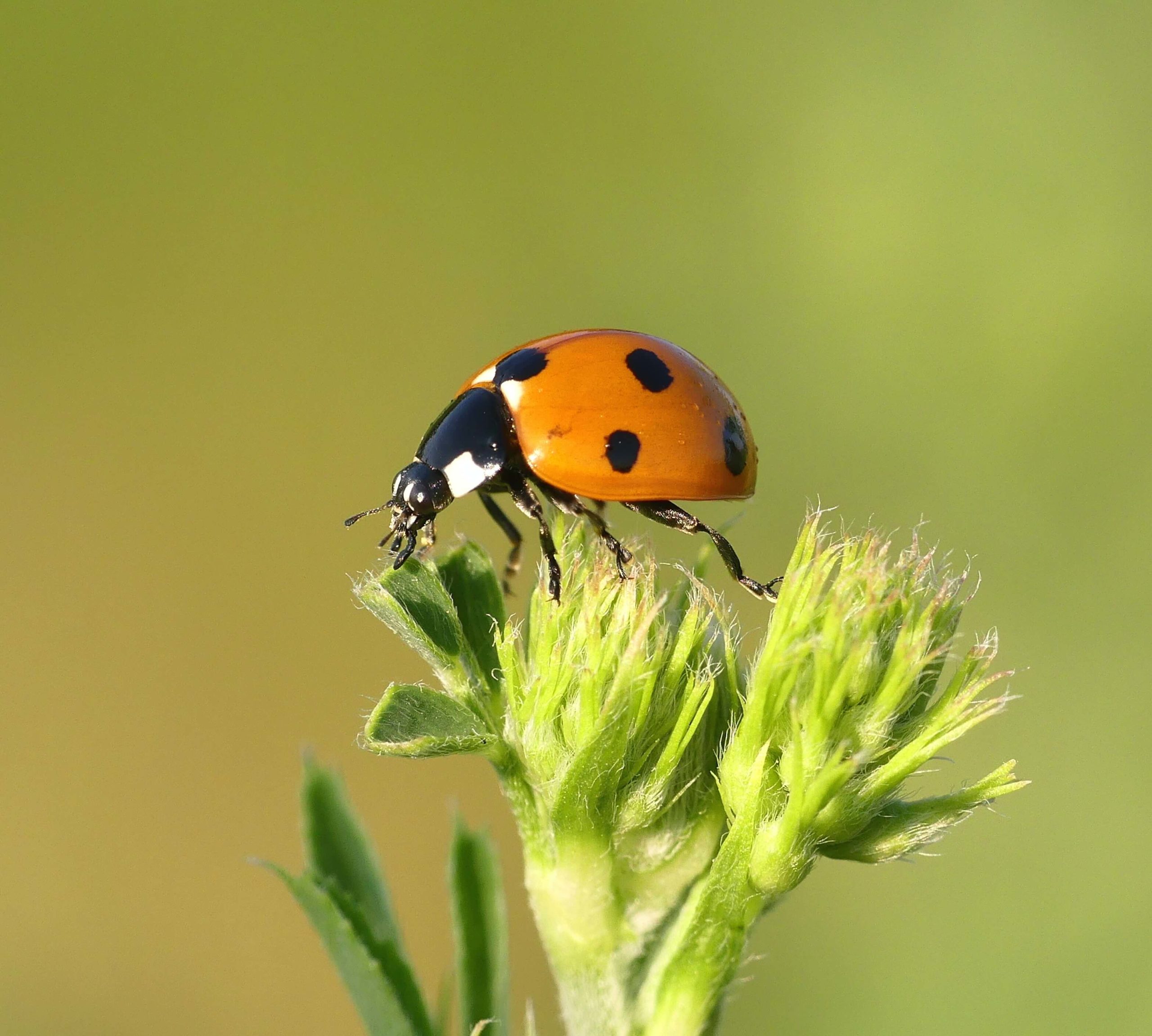 Picture of a ladybug - what do they eat?
