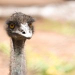 Picture of an ostrich - what do they eat?