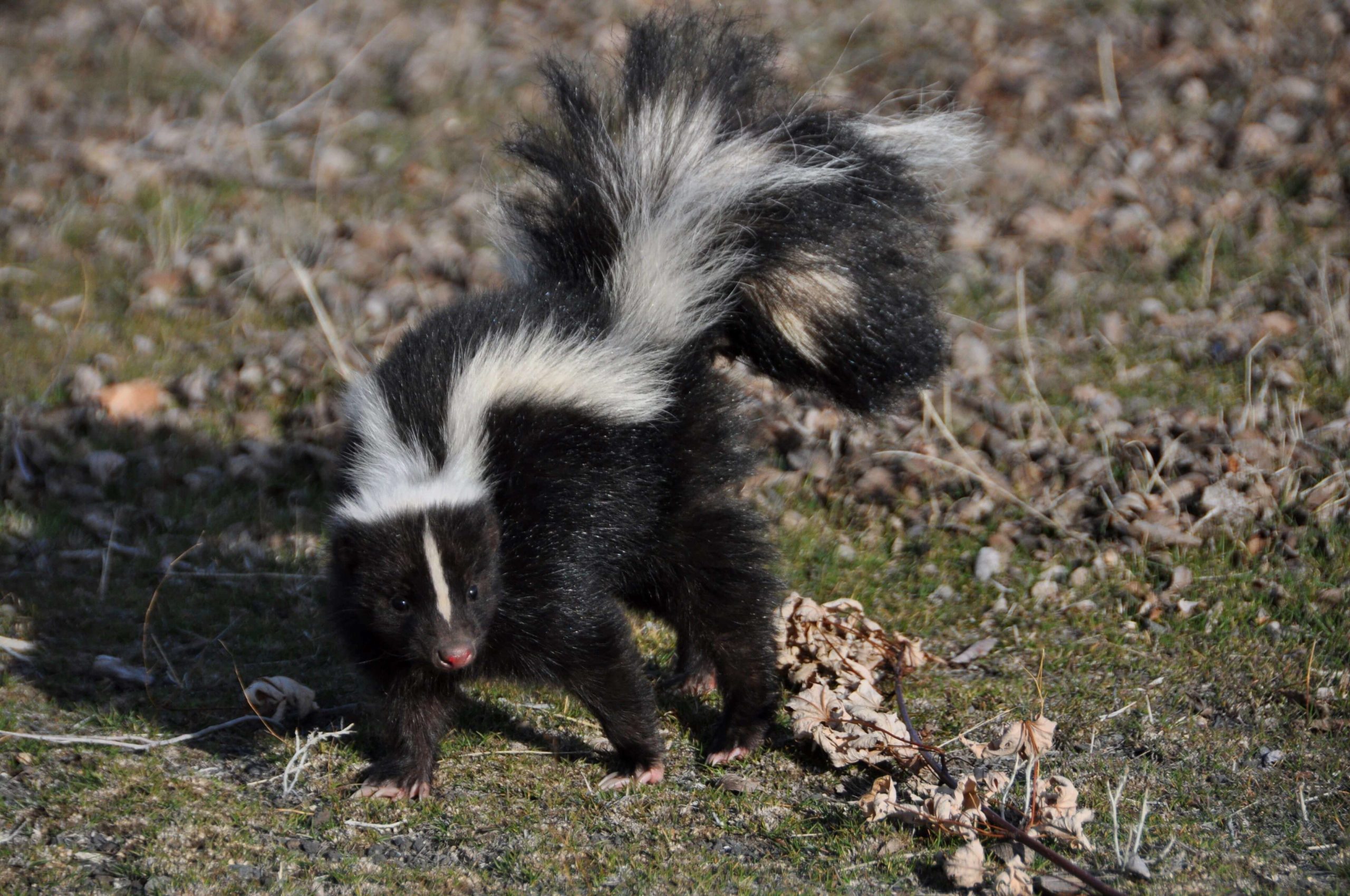 Picture of a skunk - what do they eat?