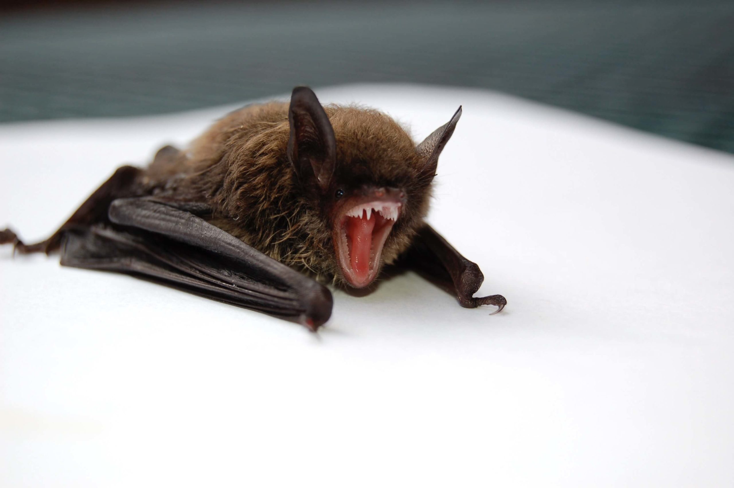 Picture of a bat, what does their poop look like?