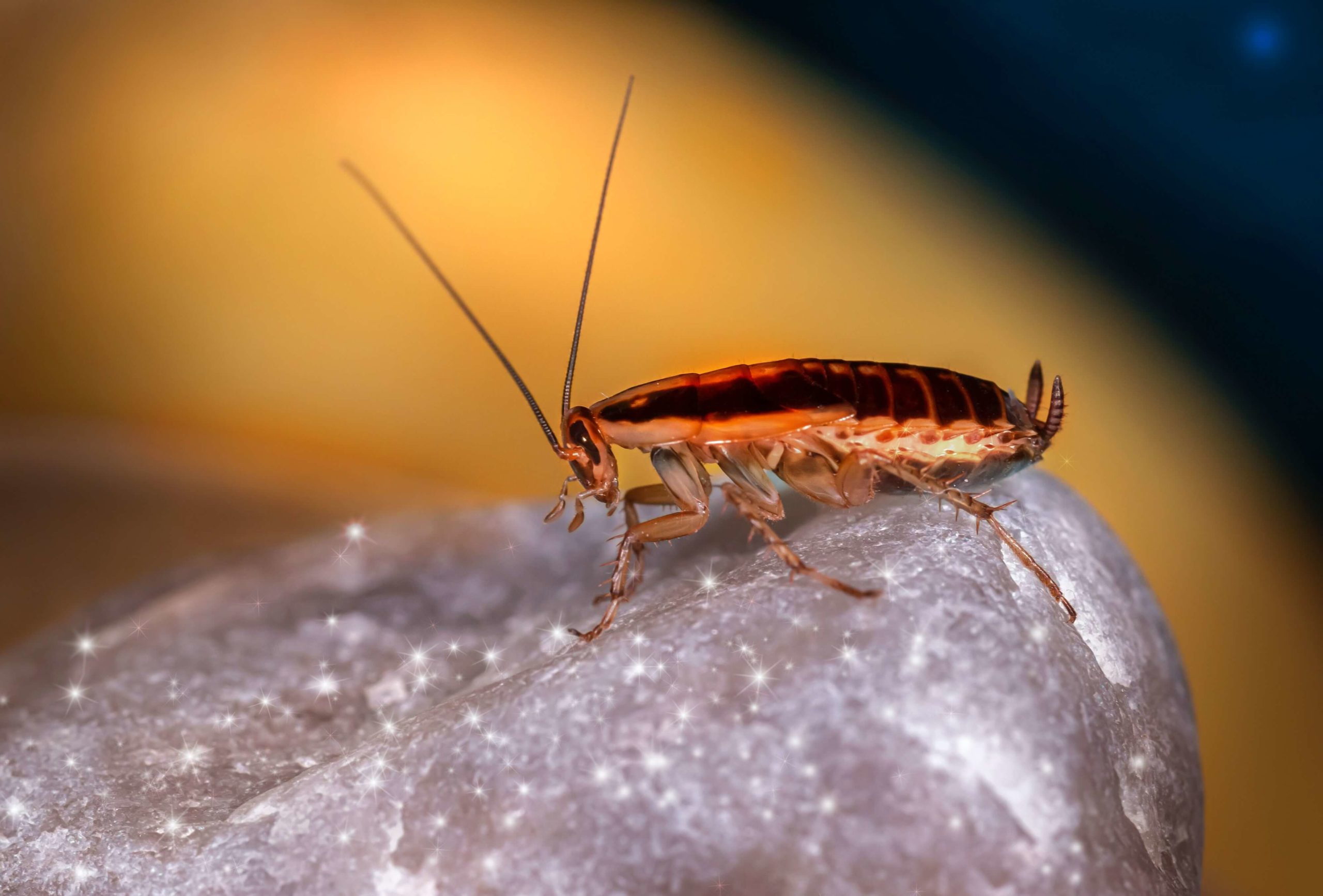 Picture of a cockroach - what does their poop look like?