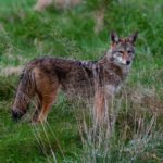 A picture of a coyote - what does their poop look like?