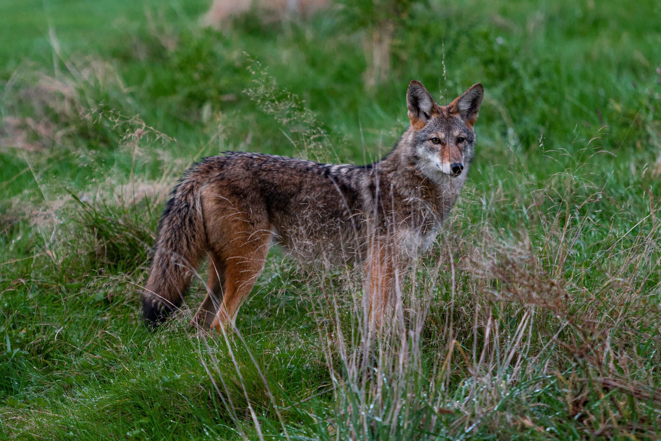 A picture of a coyote - what does their poop look like?