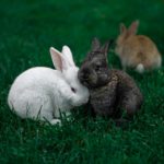 A picture of rabbits - what does their poop look like?