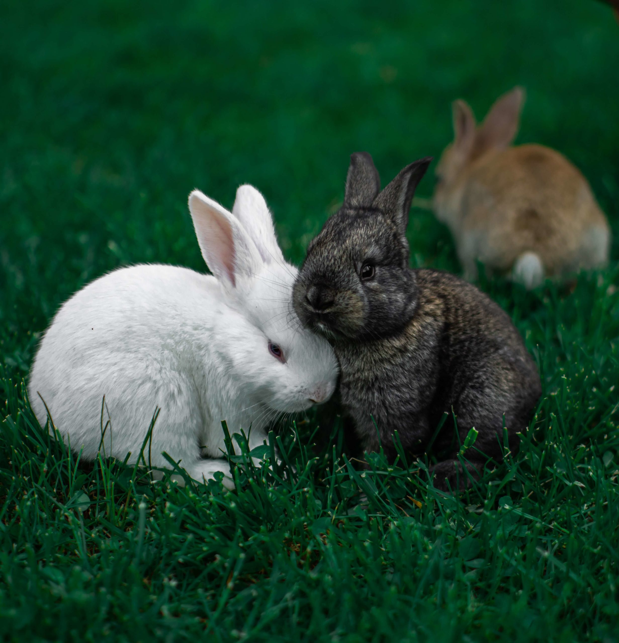 A picture of rabbits - what does their poop look like?