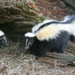 A picture of skunks - what does their poop look like?