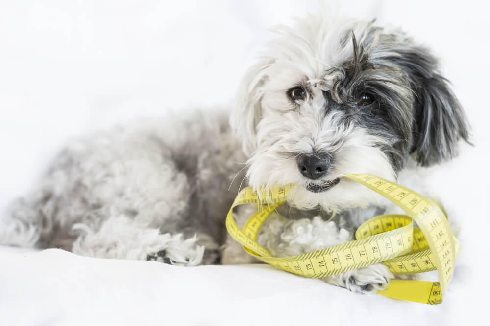 Picture of a dog with a measuring tape, how big will it grow?