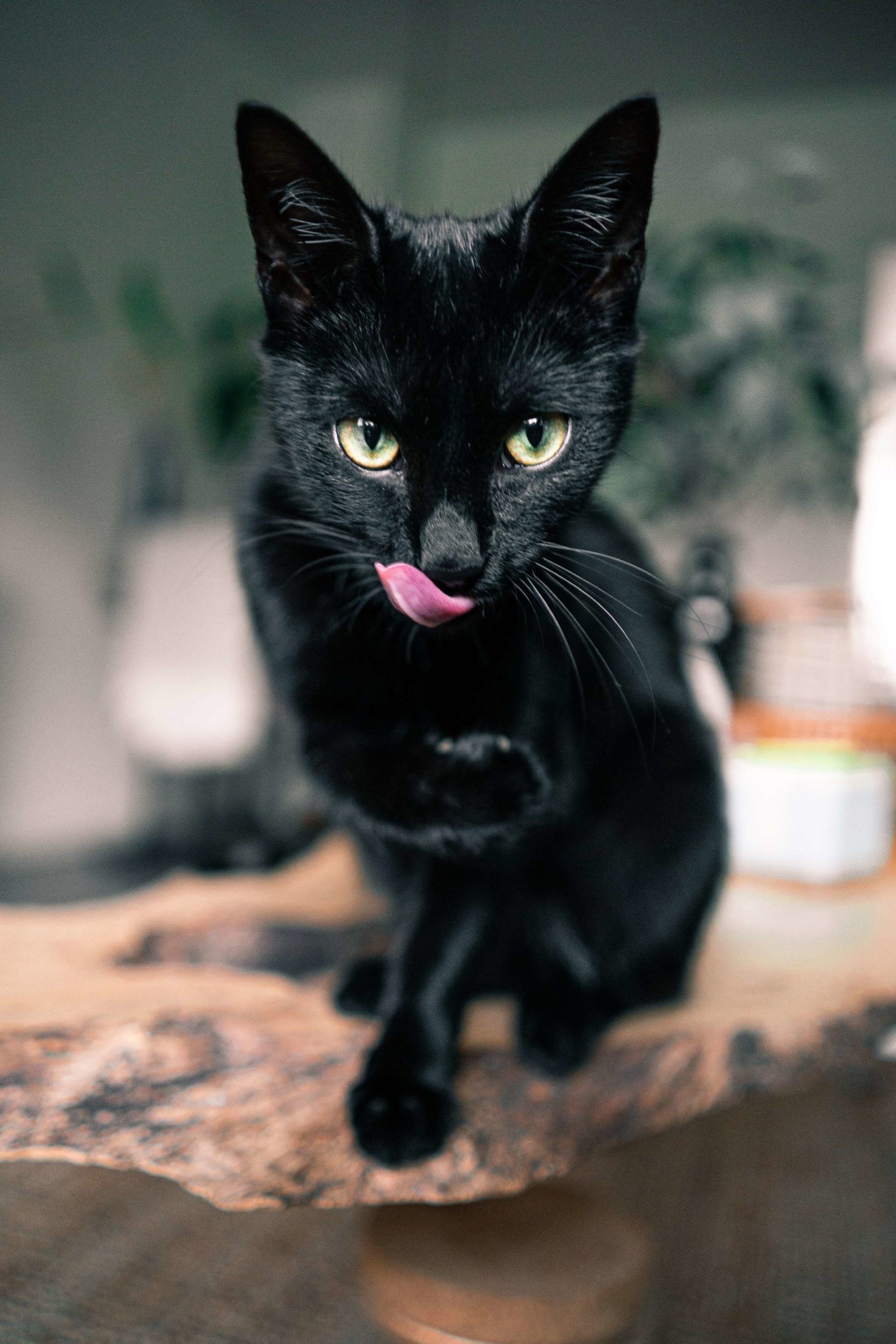 Picture of a black cat with its tounge out - why does he lick you?