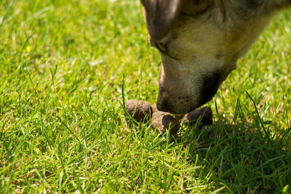 Picture of a dog sniffing poop