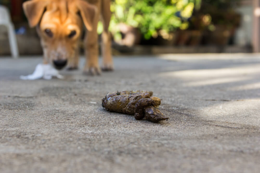 Picture of a dog looking at poop
