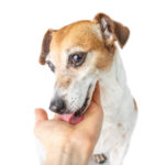 Picture of a dog licking a person's hand - why do they do that?