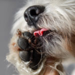 Picture of a dog licking its paws - why do they do that?
