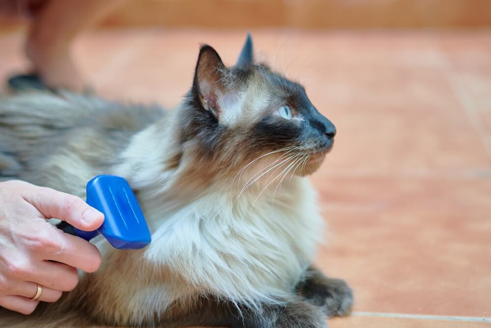 Are Siamese Cats hypoallergenic?