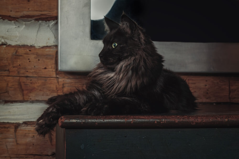 Black Smoke Maine Coon Cat