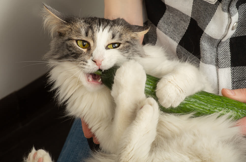 Can cats eat cucumbers?