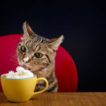 Can cats have whipped cream?
