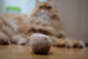 Picture of a cat with a hairball