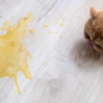 Home remedies for a cat throwing up bile