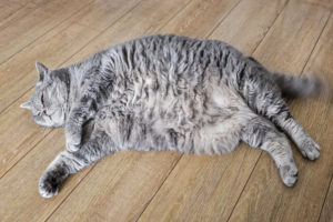 Picture of an obese cat
