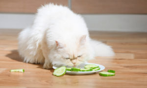 Picture of a cat eating cucumbers