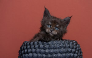 A picture of a kitten Black Smoke Maine Coon Cat