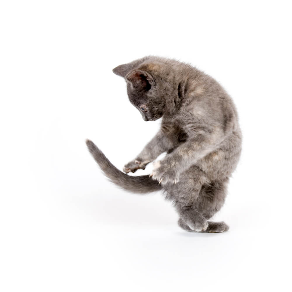Do cats control their tails?