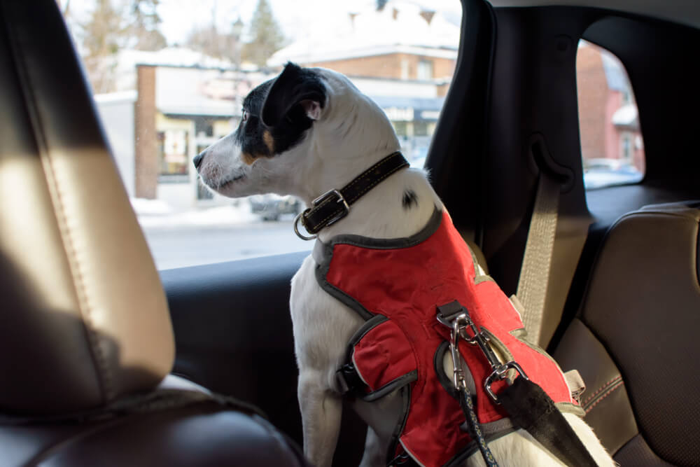 A picture of a dog with a harness on in a car