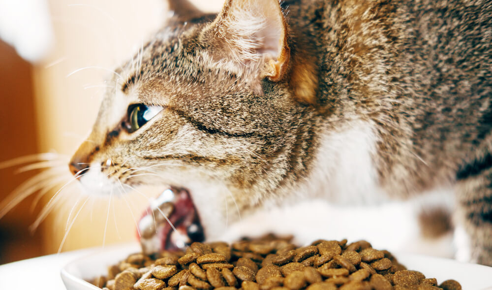 Home remedies for a cat throwing up food